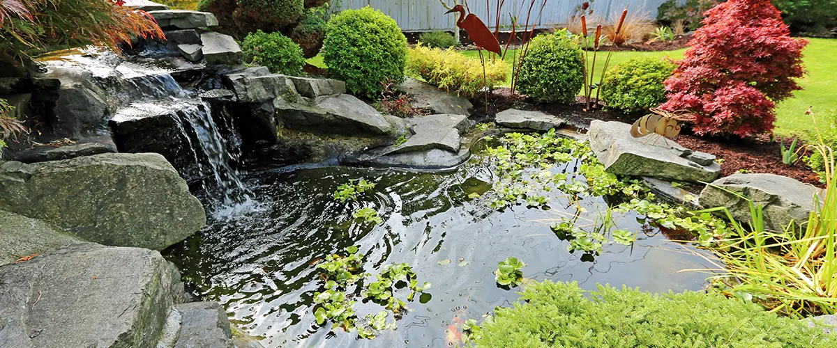 freshly cleaned pond in backyard