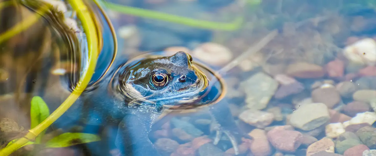 A frog in a clear pond