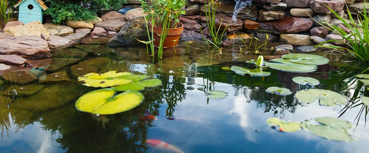 koi pond with water lily
