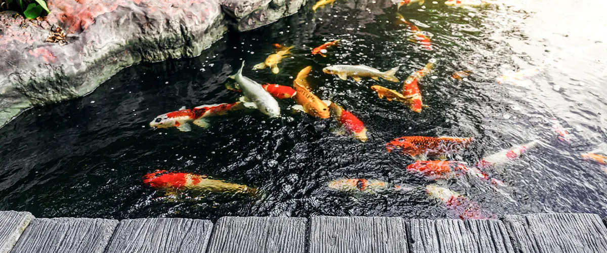 koi pond