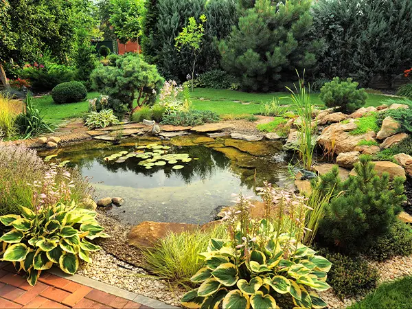 plants and trees in a backyard with a pond