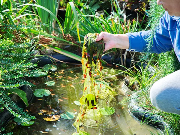 deep cleaning a pond