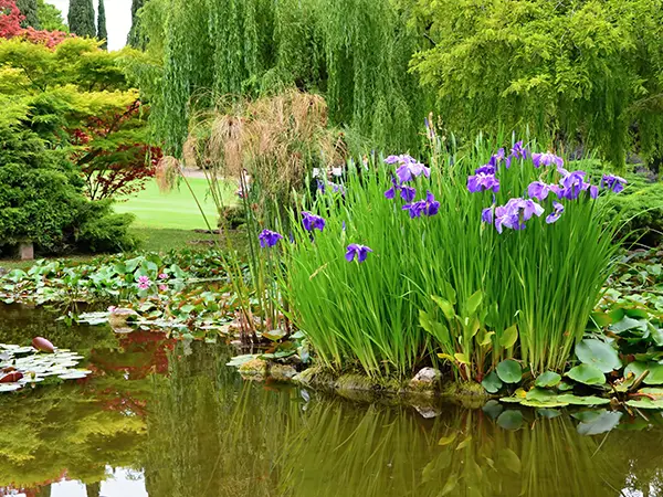 Plants and flowers in a pond