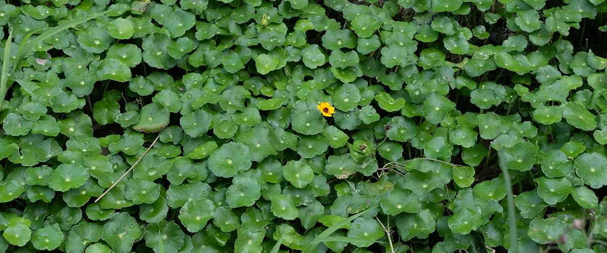 Water clover for home pond