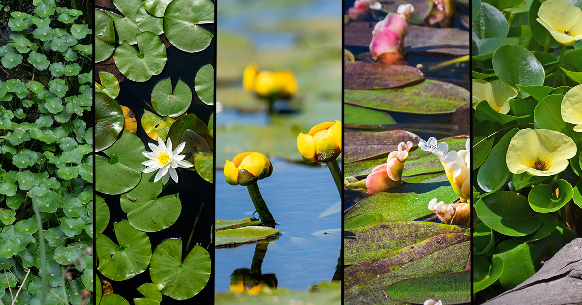 Most Beautiful Floating Pond Plants